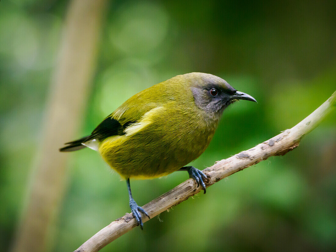 Ein Glockenvogel, einer der melodischsten einheimischen Singvögel Neuseelands, auf der Schutzinsel Tiritiri Matangi, Hauraki-Golf, Nordinsel, Neuseeland, Pazifik