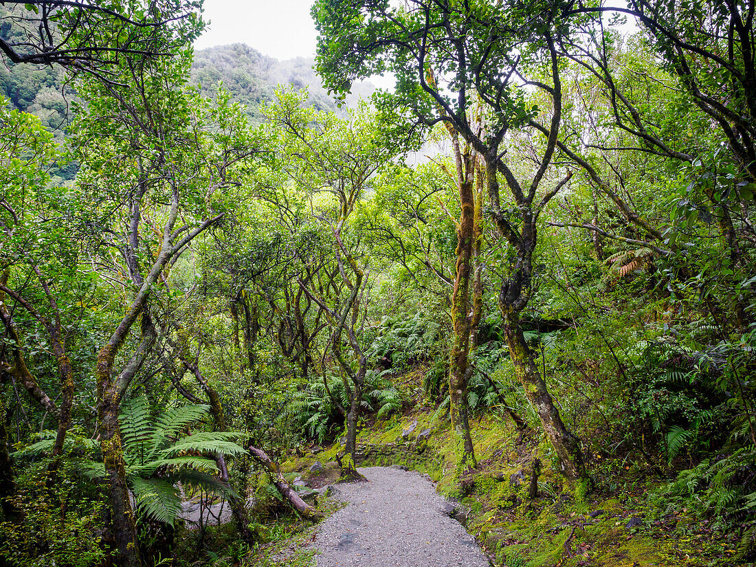 Moosiger, farnartiger Wald am Franz Josef Glacier Walk, Südliche Alpen, Südinsel, Neuseeland, Pazifik