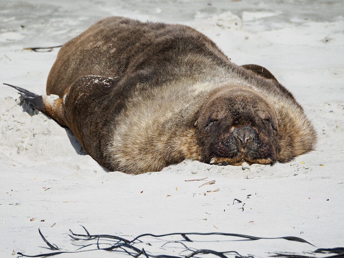 Ein Seelöwenbulle schläft am Strand der Otago-Halbinsel, Otago, Südinsel, Neuseeland, Pazifik