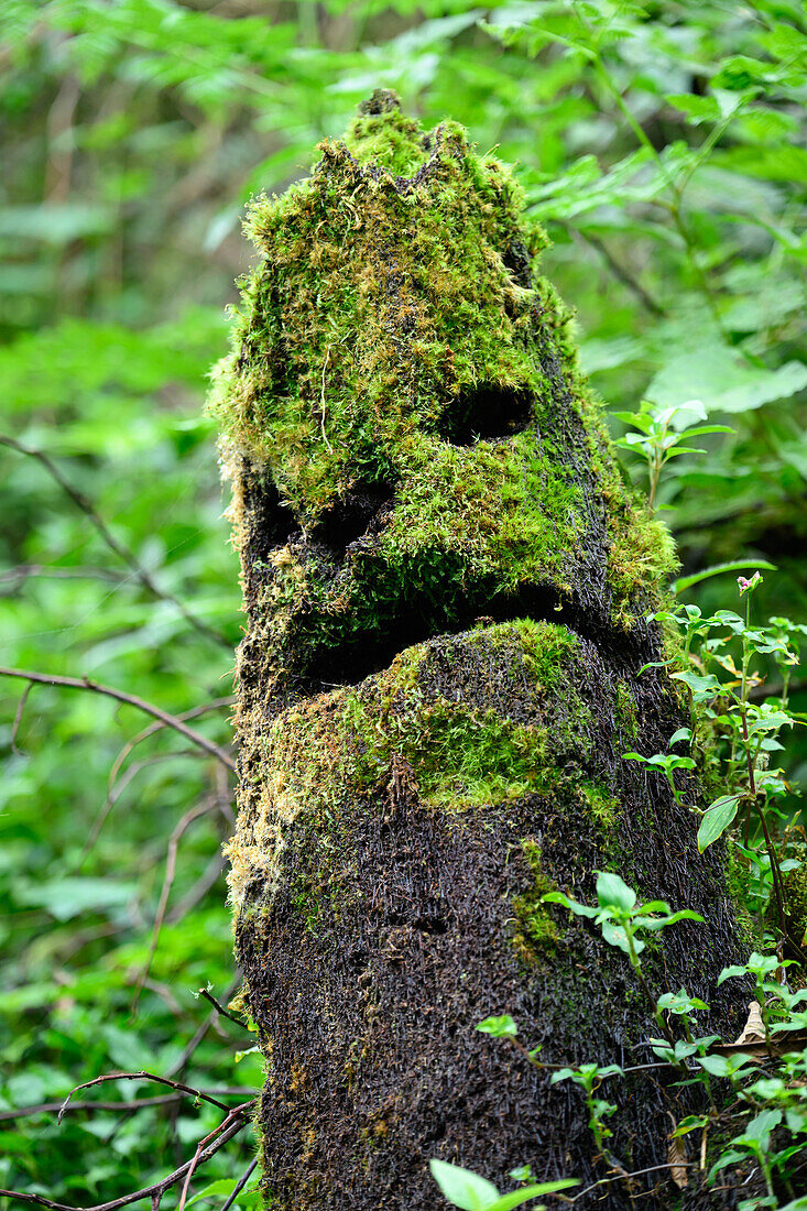 Moss covered stump, Costa Rica, Central America