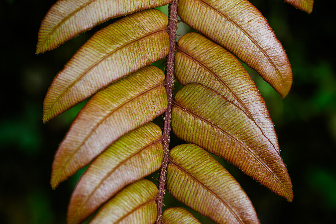 Blattdetail, Nebelwald, Costa Rica, Mittelamerika