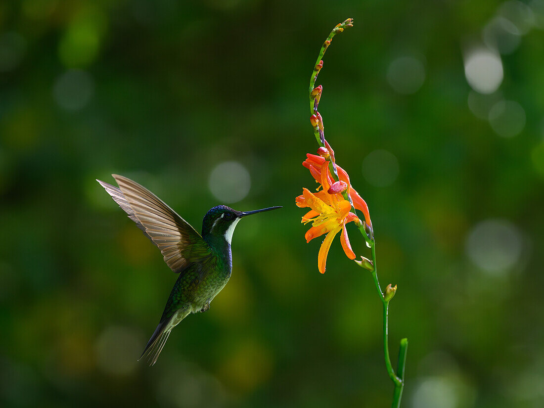 White throated mountain gem, Costa Rica, Central America