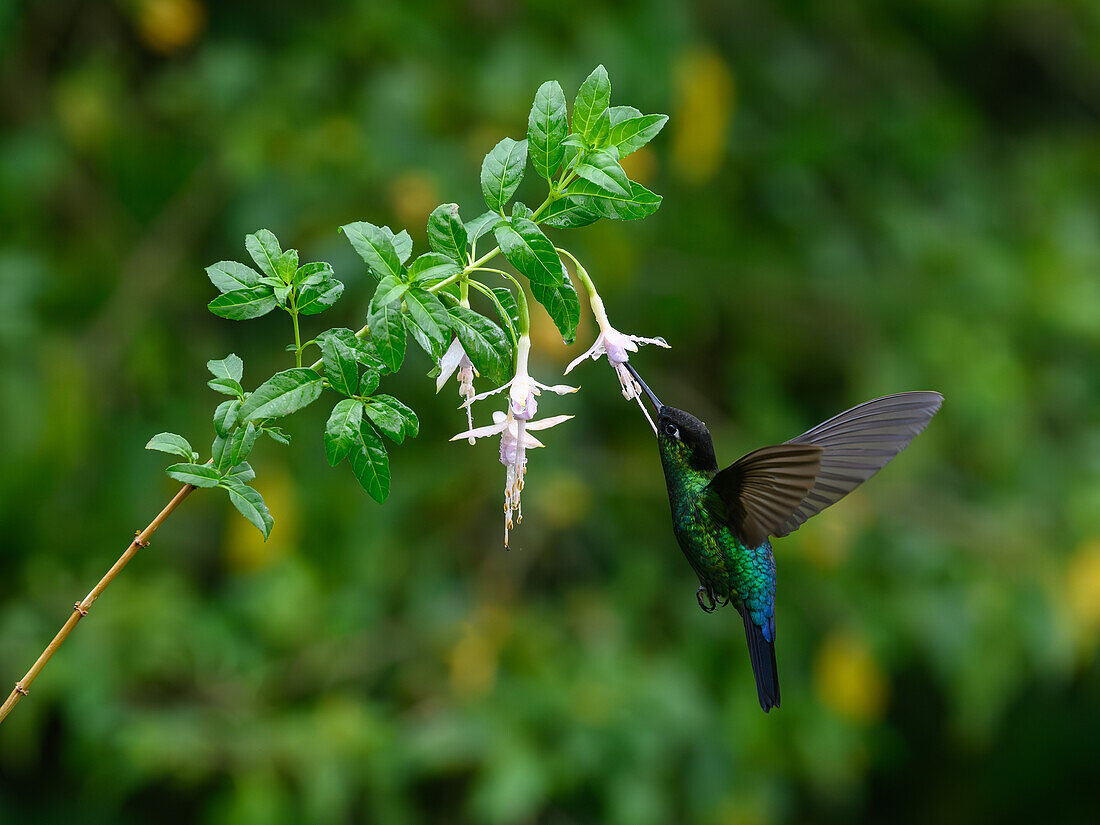 Fiery Throated hummingbird, Costa Rica, Central America