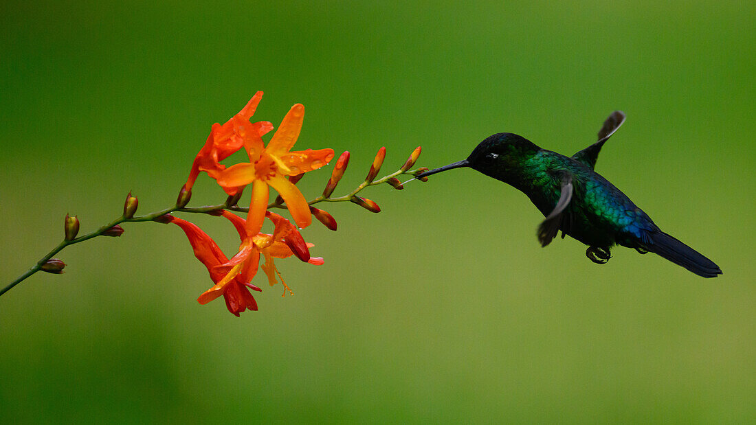 Fiery Throated hummingbird, Costa Rica, Central America