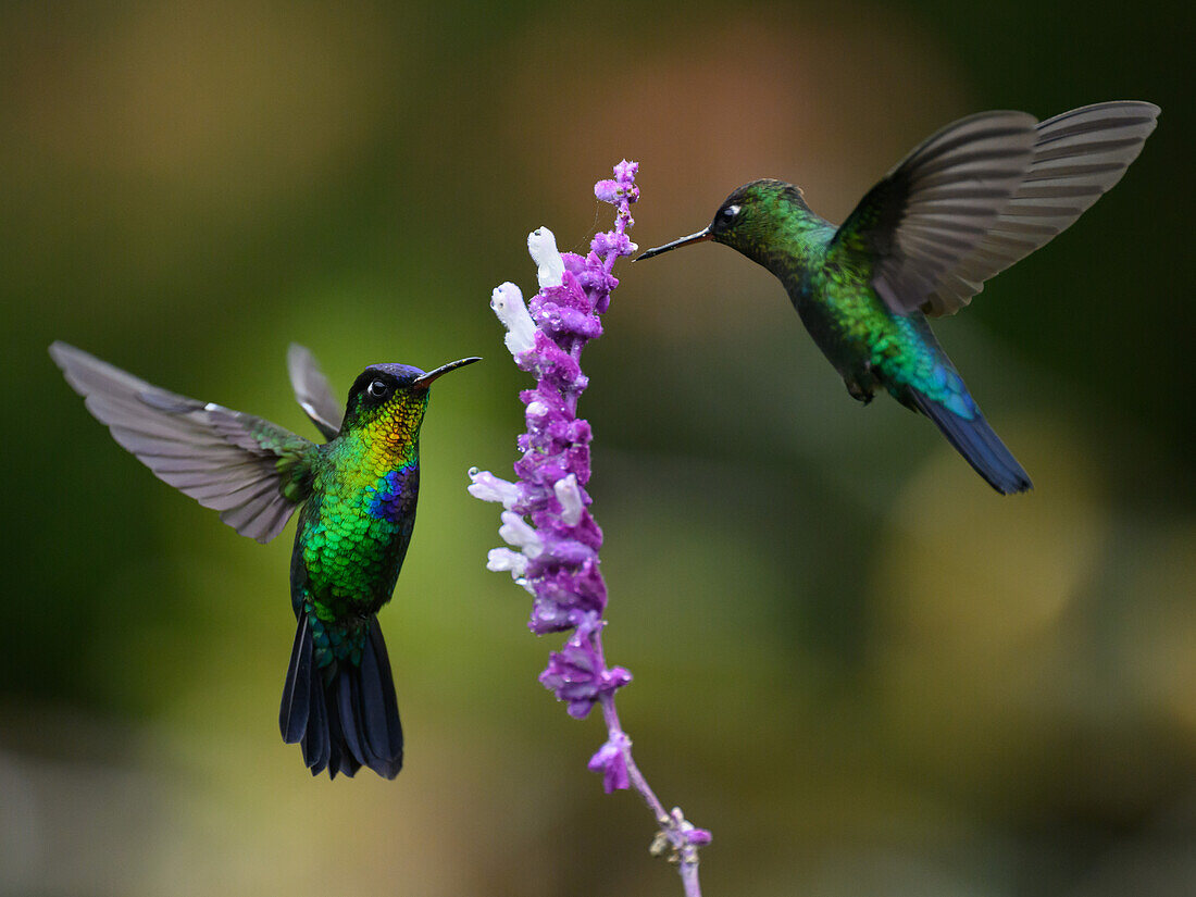 Fiery Throated hummingbird, Costa Rica, Central America