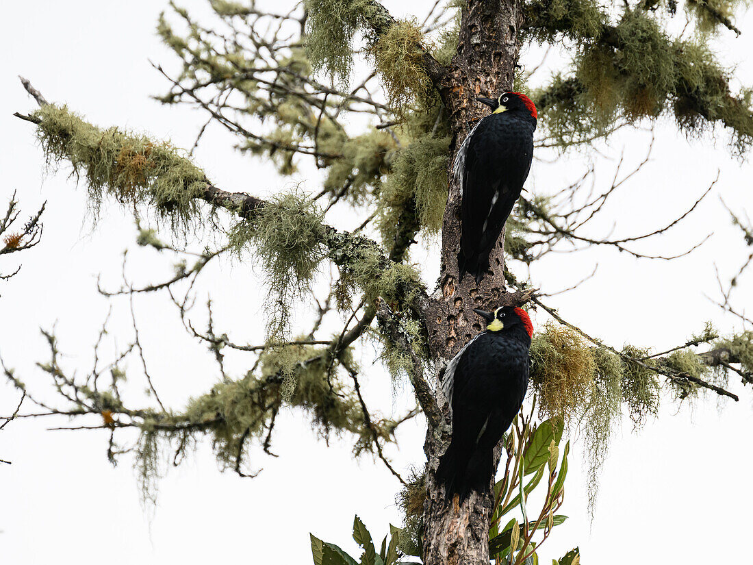 Schwarzwangenspechte, Costa Rica, Mittelamerika