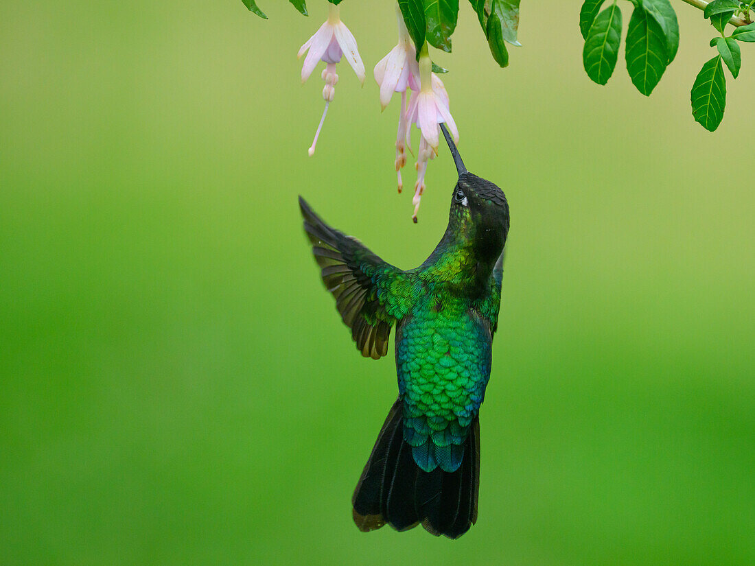 Fiery Throated hummingbird, Costa Rica, Central America