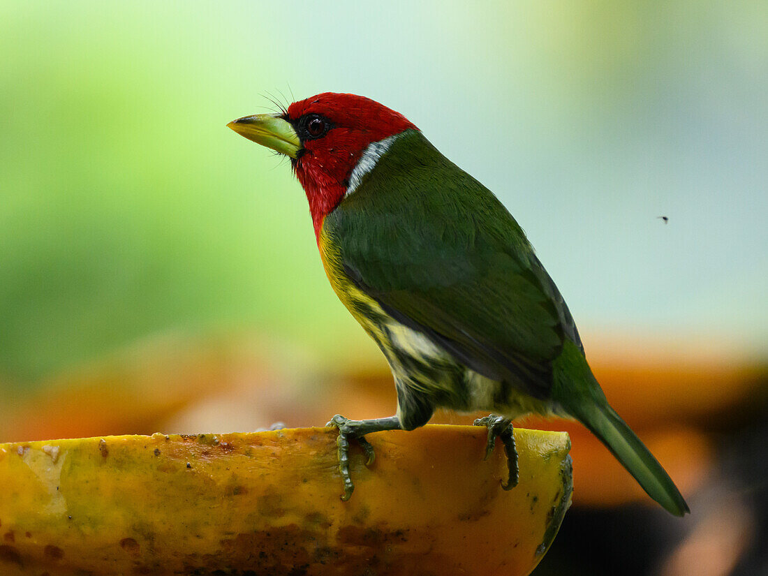 Rotkopf-Bartvogel (Angry Bird), Costa Rica, Mittelamerika