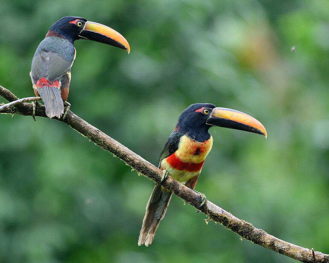 Fiery billed Aracari, Costa Rica, Central America