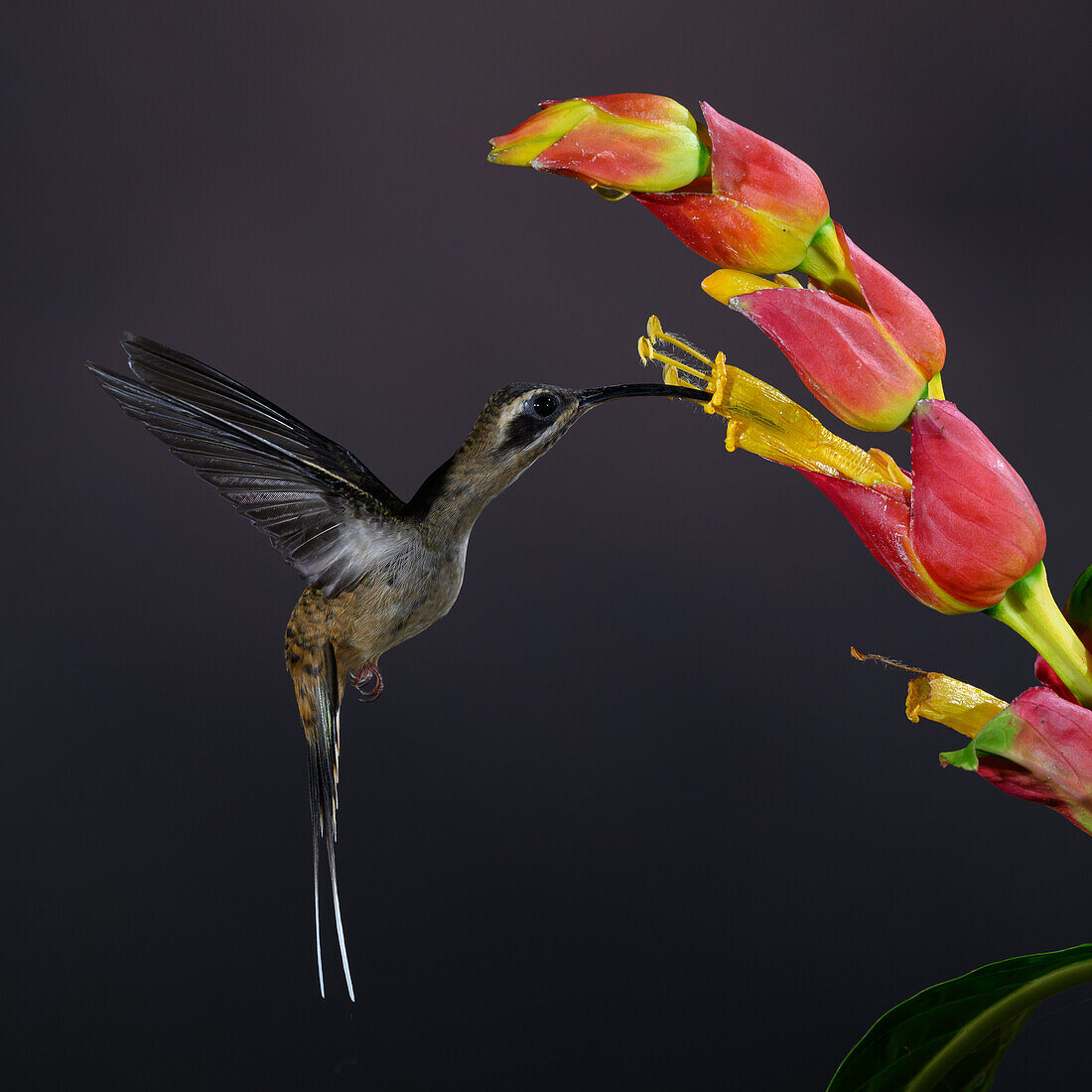 Long billed hermit hummingbird, Costa Rica, Central America