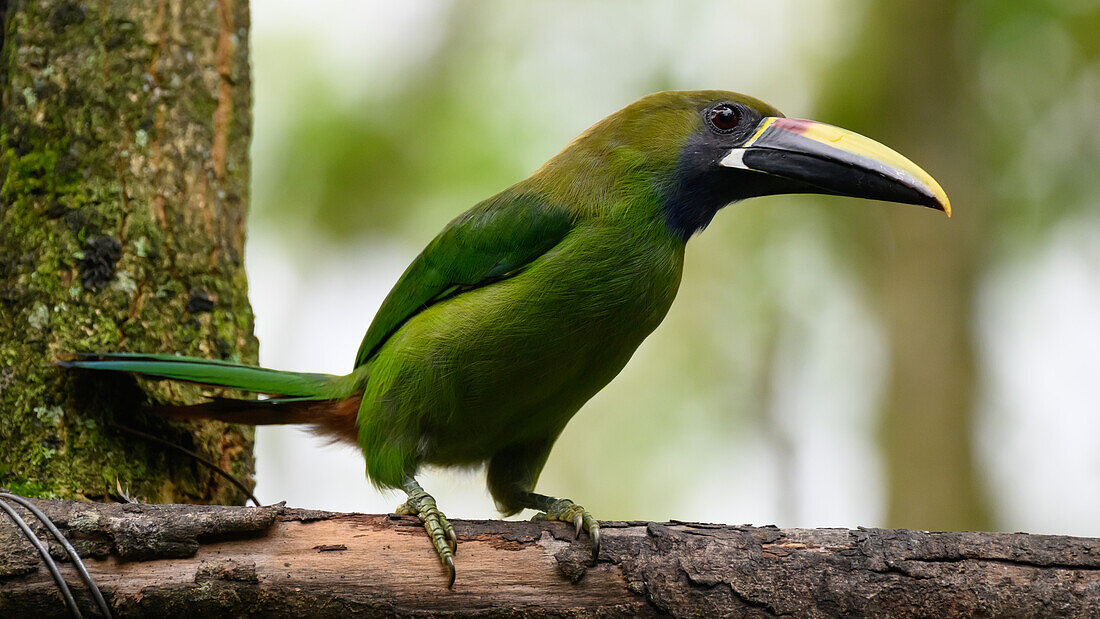 Emerald Toucanet, Costa Rica, Central America