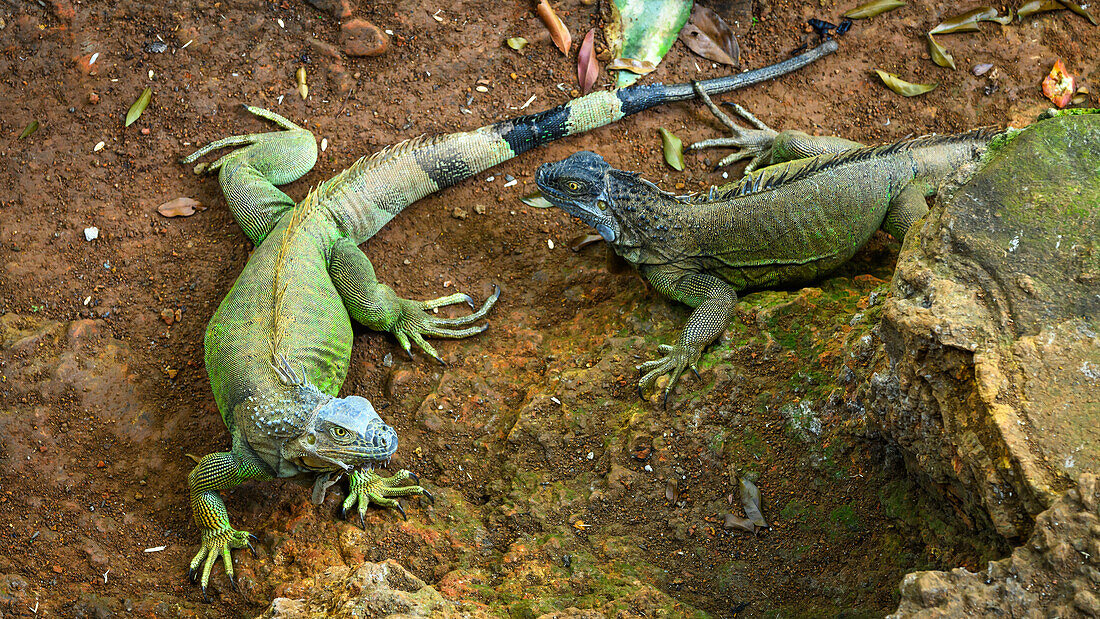 Green Iguana, Costa Rica, Central America