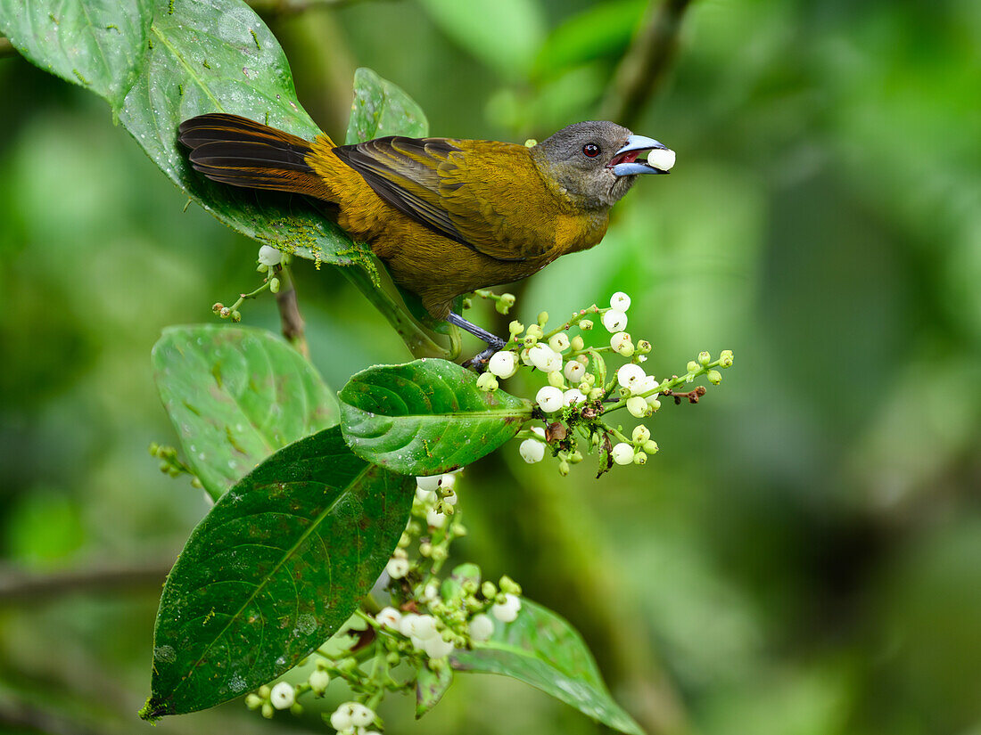 Grey Headed Tanager, Costa Rica, Central America