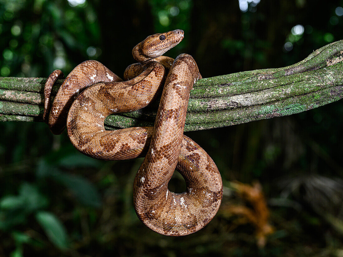 Baumboa, Costa Rica, Mittelamerika