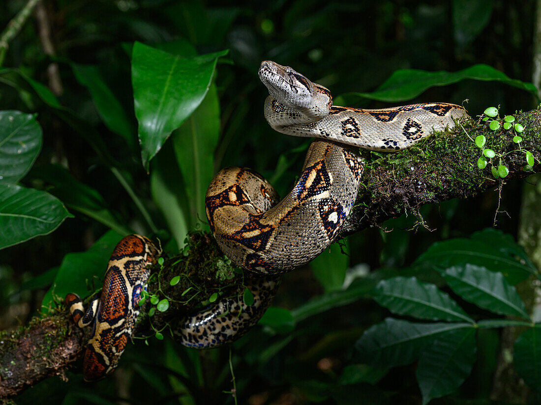 Boa Constrictor, Costa Rica, Central America