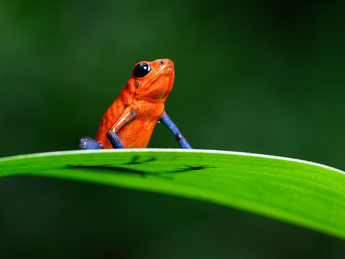 Poison Dart Frog, Costa Rica, Central America