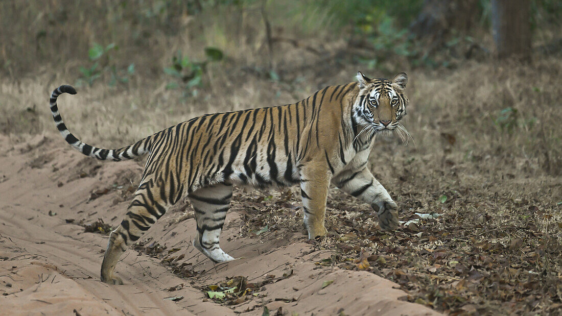 Königlicher Bengalischer Tiger, Indien, Asien