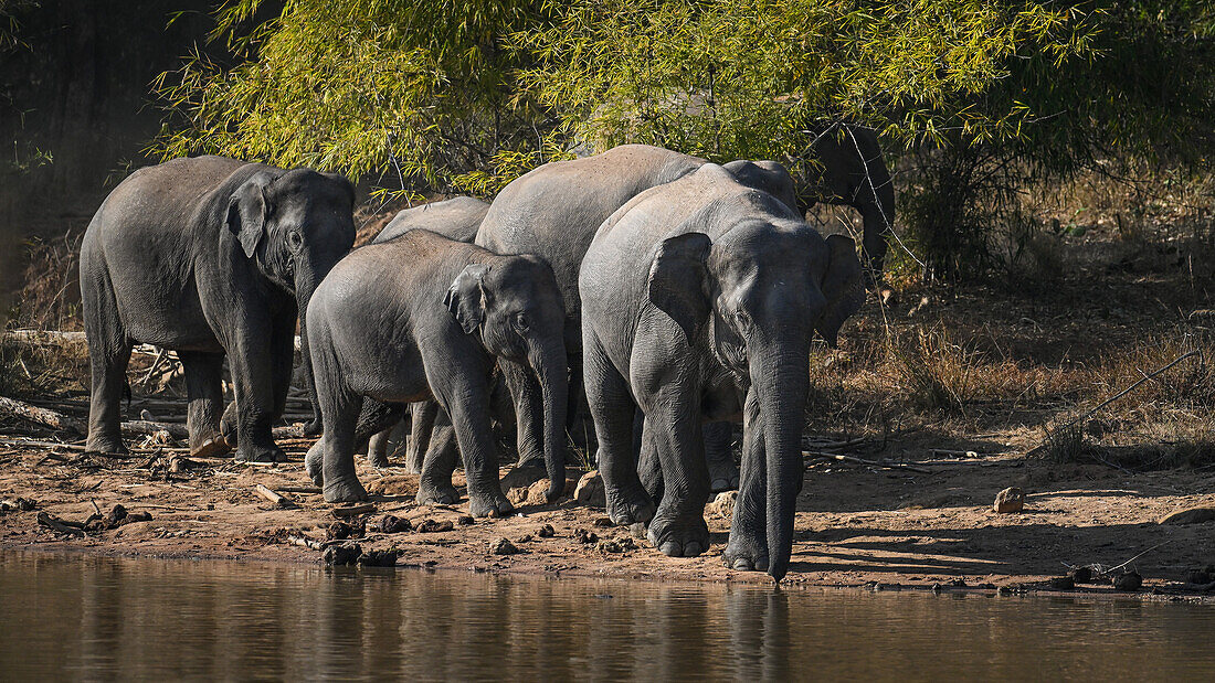 Asian elephants, India, Asia