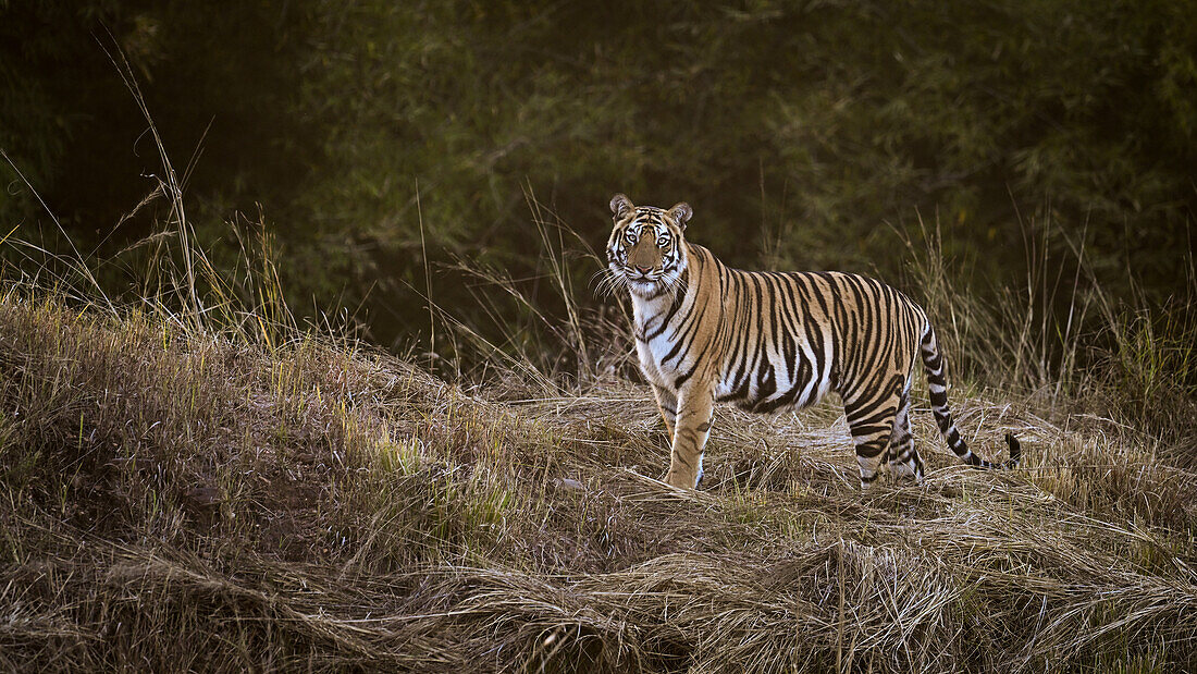 Royal Bengal Tiger, India, Asia