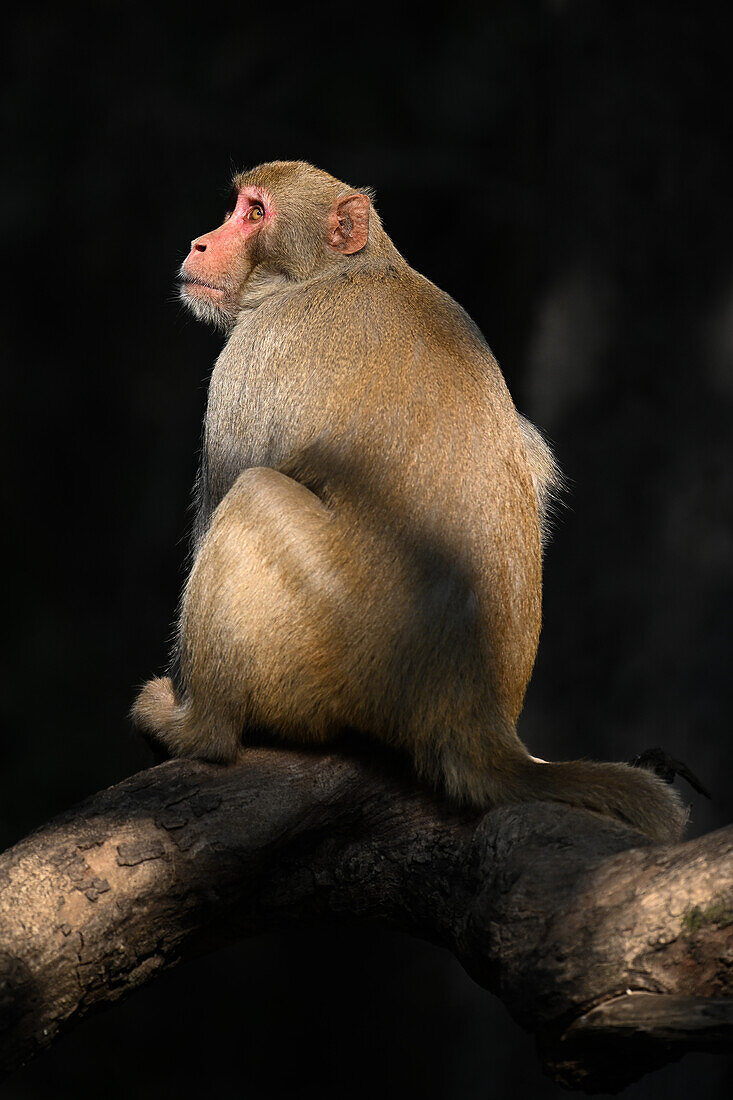 Macaque Monkey, India, Asia