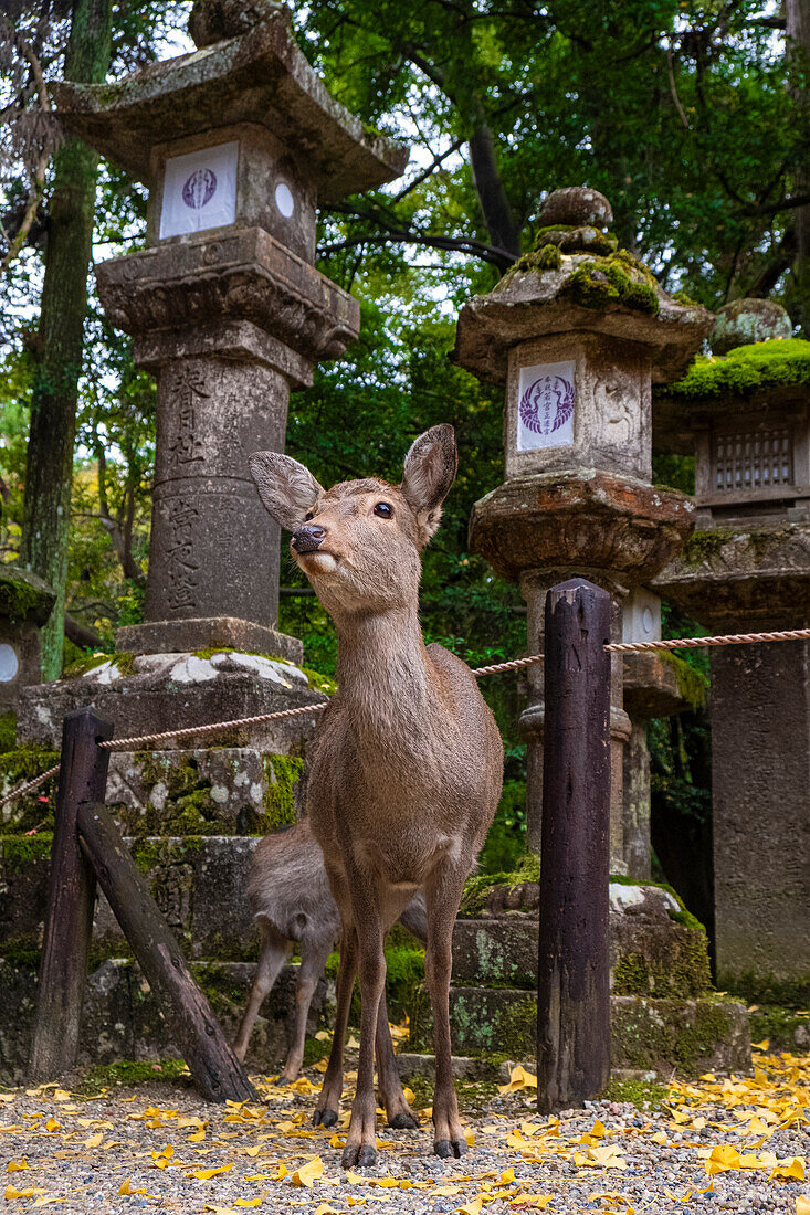 Ein Hirsch steht vor einer Steinlaterne, die die natürliche Tierwelt und die historische Architektur der Region zeigt, Nara, Honshu, Japan, Asien