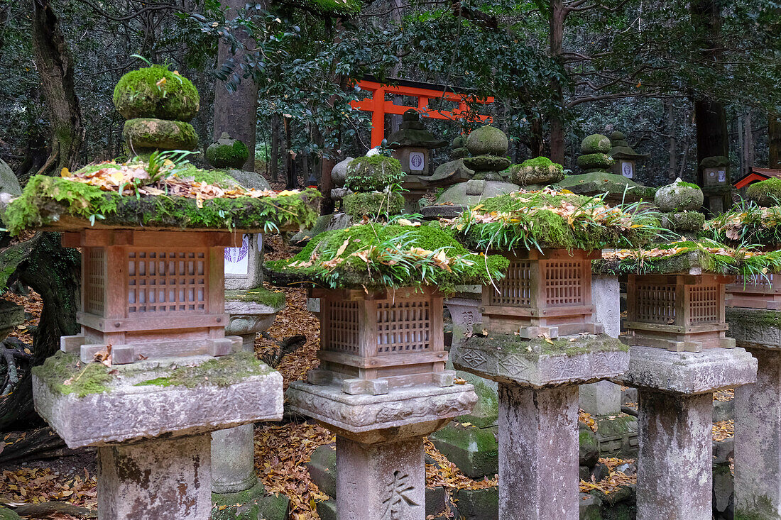 Eine Gruppe von Steinlaternen, die mit Moos bewachsen sind und der Umgebung einen Hauch von altem Charme verleihen, Nara, Honshu, Japan, Asien