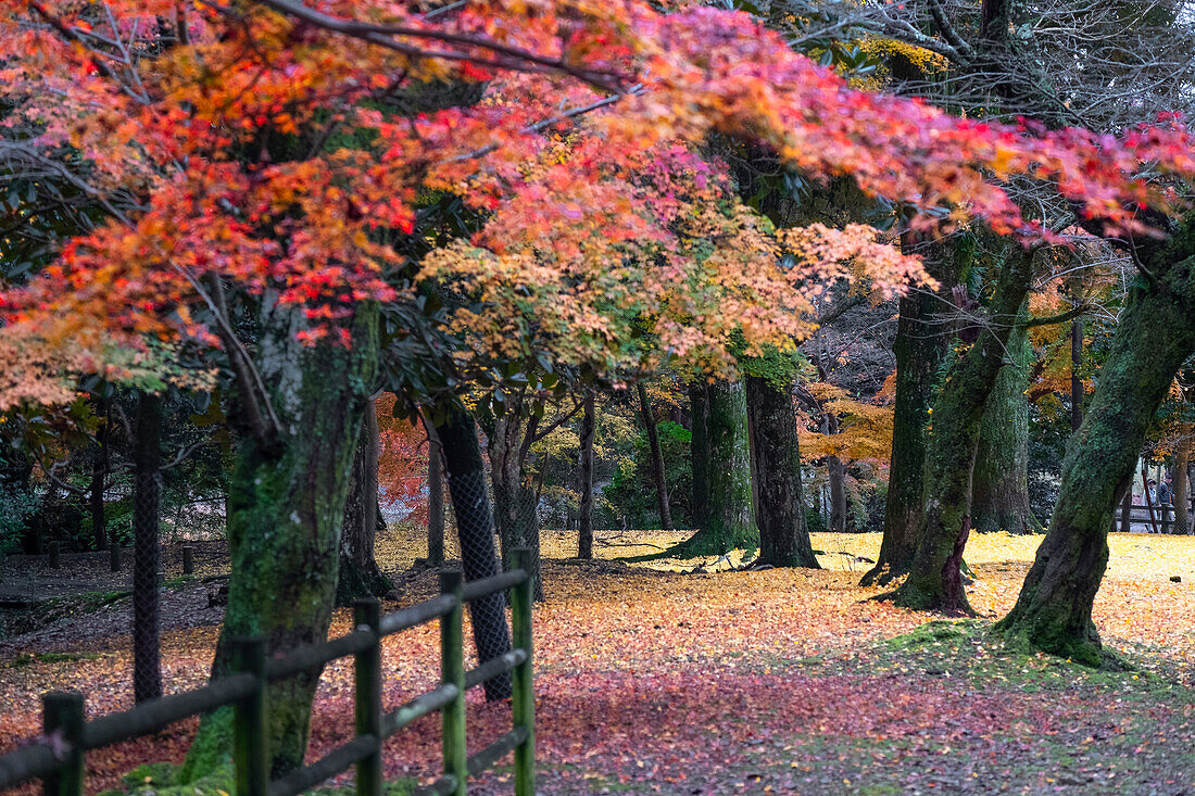 Holzzaun umgeben von Bäumen und Blättern im Herbst, Nara, Honshu, Japan, Asien