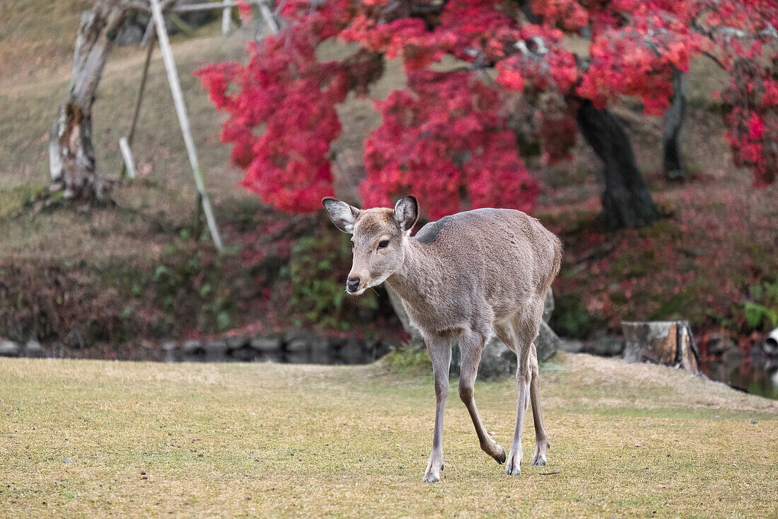 Ein Hirsch steht selbstbewusst auf einem üppig mit Gras bewachsenen Feld in Nara, Honshu, Japan, Asien