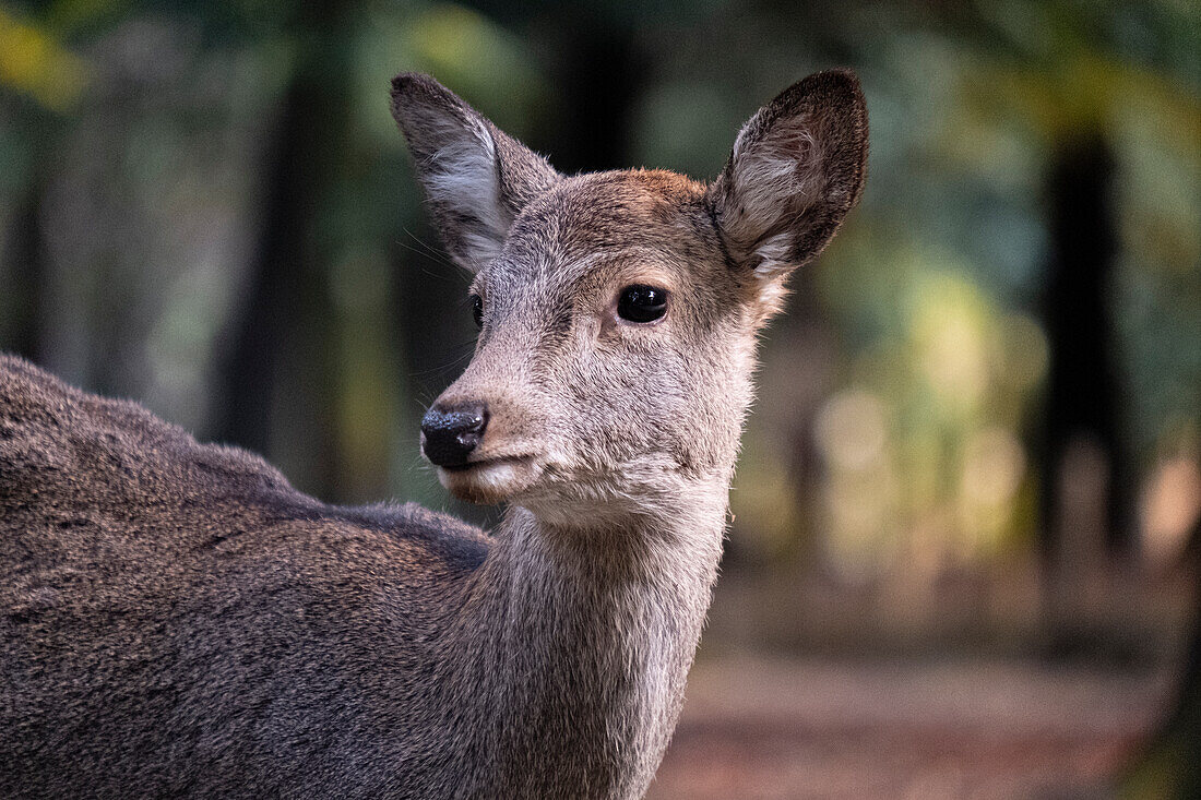 A photo capturing a deer up close in the forest of Nara, Honshu, Japan, Asia