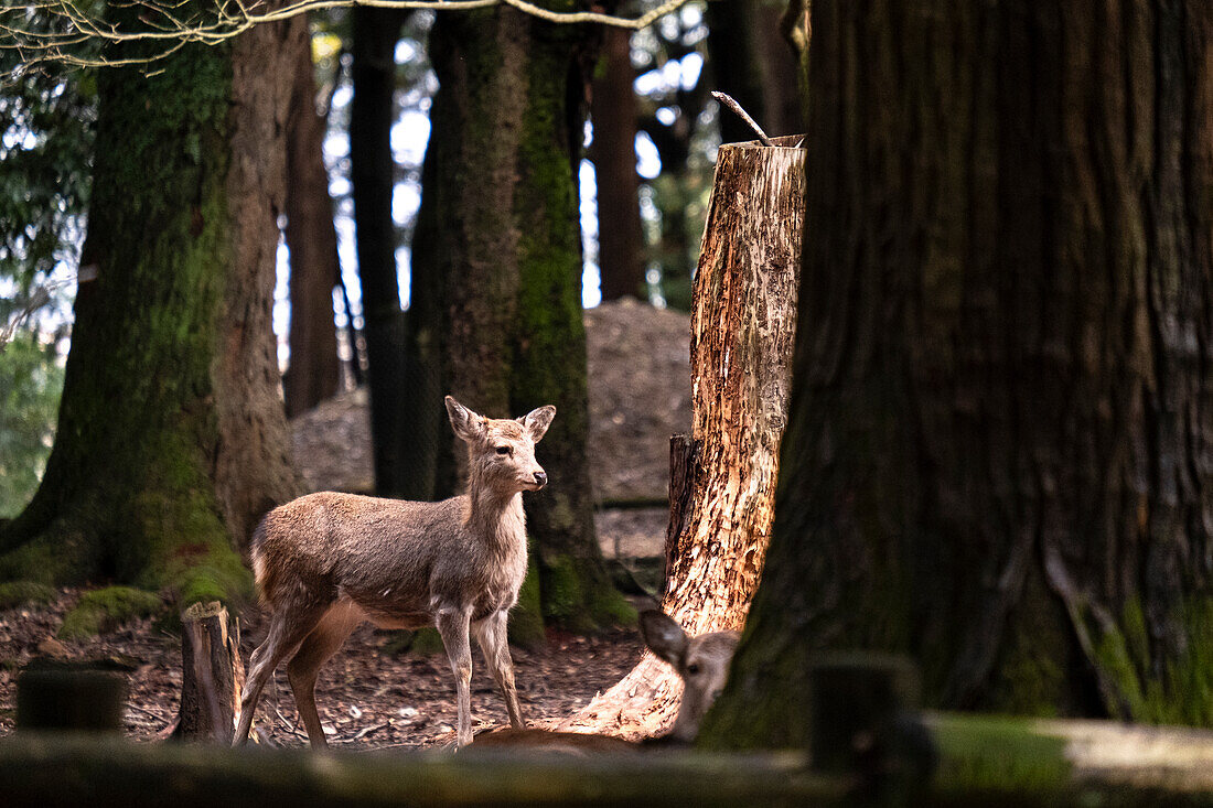 A deer stands amidst the lush greenery of the Nara forest, Nara, Honshu, Japan, Asia