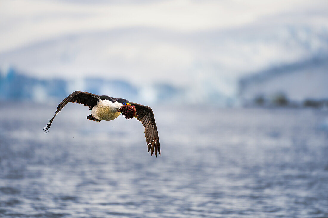 Eine Antarktische Krähenscharbe (Leucocarbo bransfieldensis), trägt Seemoos auf der Antarktischen Halbinsel, Polargebiete