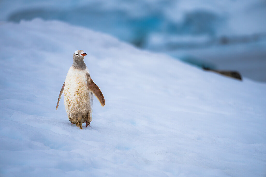 Ein Eselspinguin (Pygoscelis papua) mit einer seltenen Erkrankung, dem Leuzismus, auf der Antarktischen Halbinsel, Polargebiete