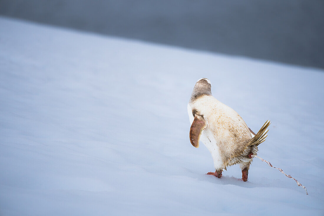 Ein Eselspinguin (Pygoscelis papua) mit einer seltenen Erkrankung, dem Leuzismus, auf der Antarktischen Halbinsel, Polargebiete