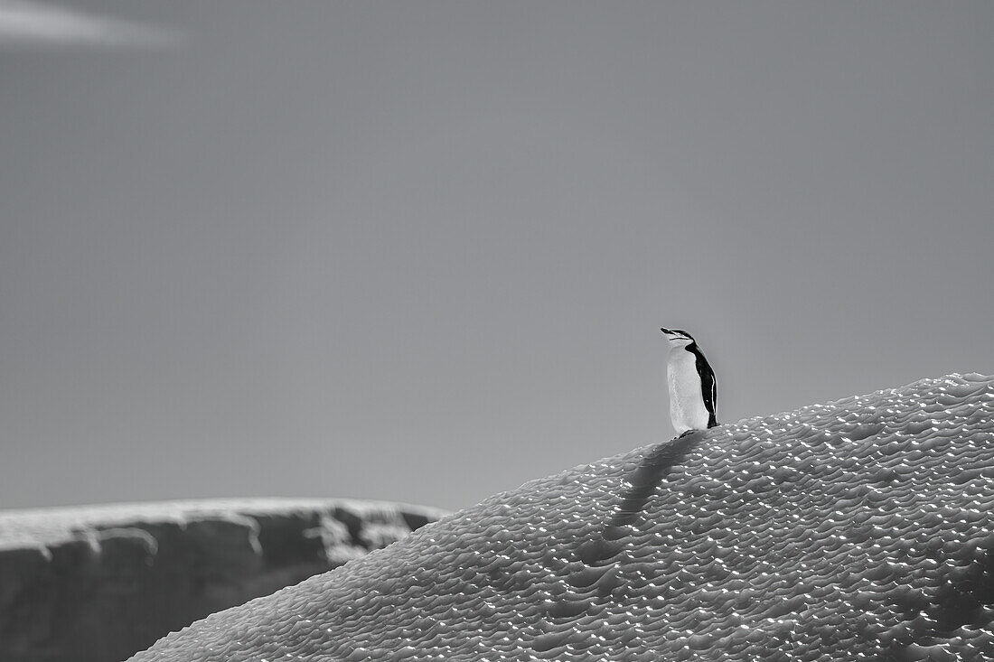 A chinstrap penguin (Pygoscelis antarcticus), standing on an iceberg in the Antarctic Peninsula, Polar Regions