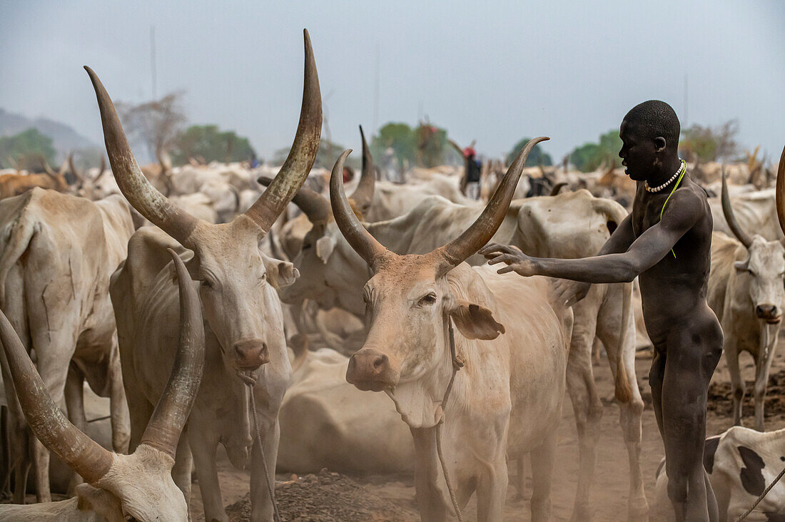 Nackter Mundari-Mann säubert eine Kuh, Mundari-Stamm, Südsudan, Afrika