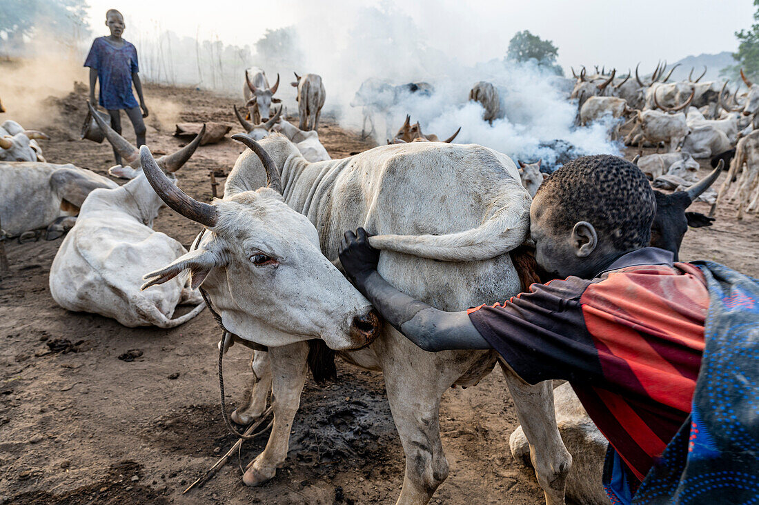 Young boy blowing up the bottom of a cow to increase the milk production, Mundari tribe, South Sudan, Africa