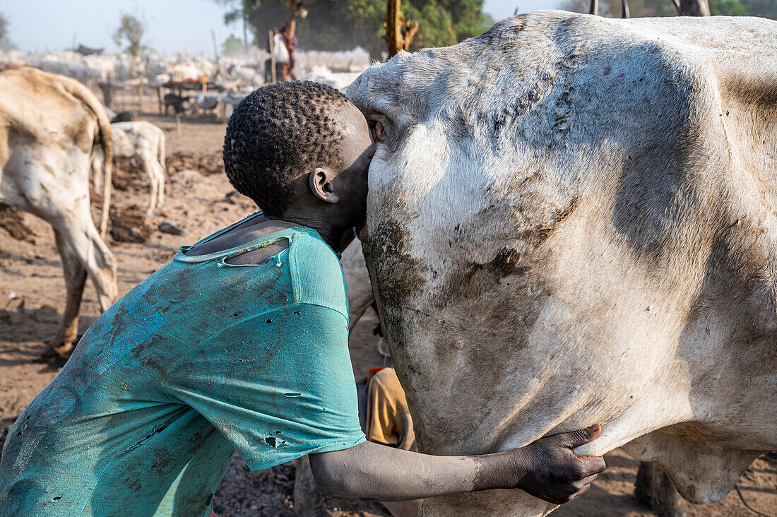 Junge bläst den Boden einer Kuh auf, um die Milchproduktion zu steigern, Mundari-Stamm, Südsudan, Afrika