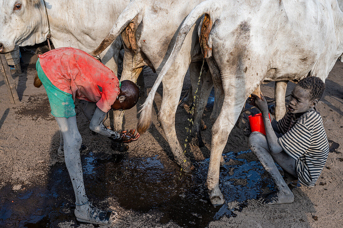 Mann wäscht sich in Kuhpisse, Mundari-Stamm, Südsudan, Afrika