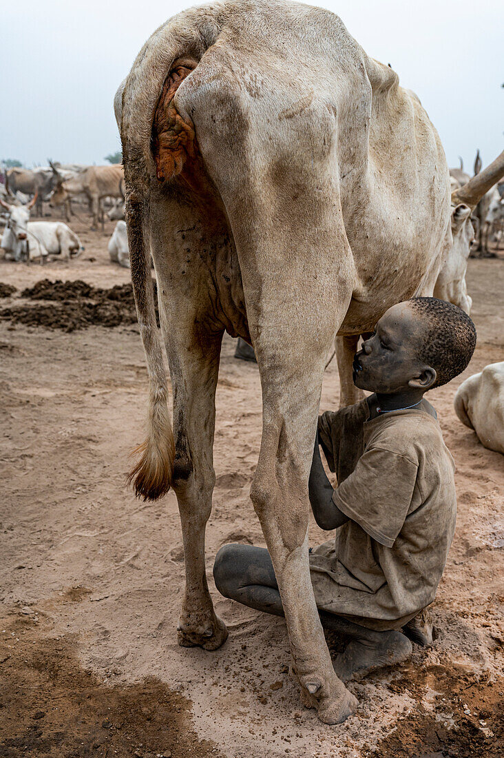 Junger Junge trinkt Milch direkt von einer Kuh, Mundari-Stamm, Südsudan, Afrika