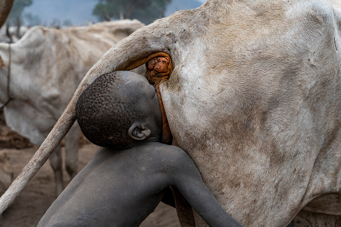 Young boy blowing up the bottom of a cow to increase the milk production, Mundari tribe, South Sudan, Africa