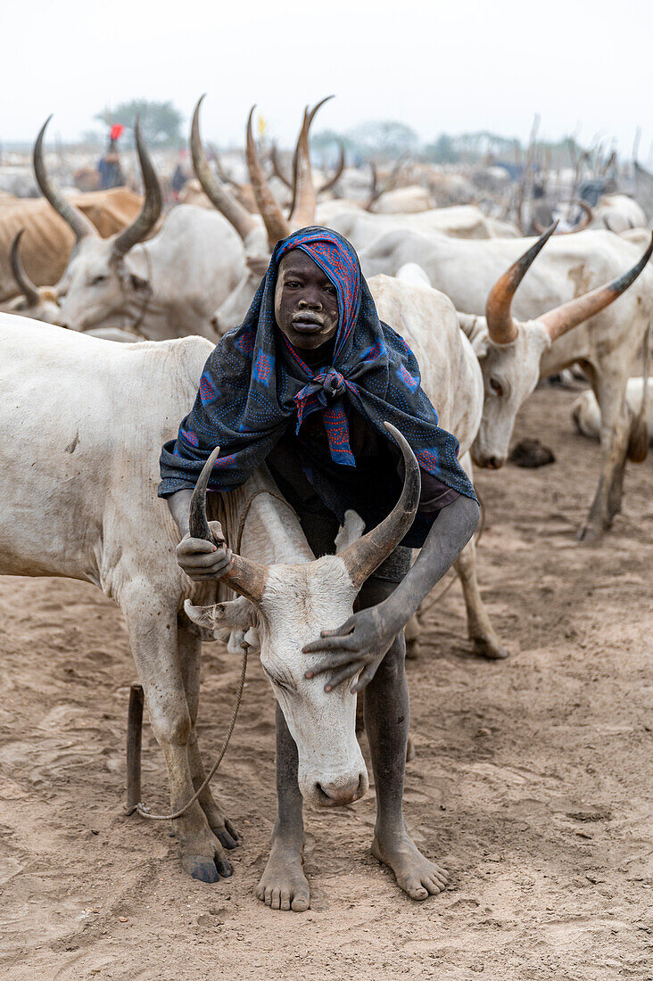 Mann vom Stamm der Mundari säubert eine Kuh, Südsudan, Afrika