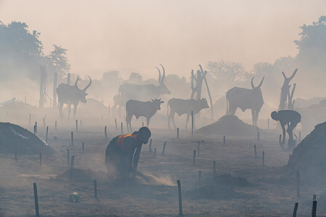 Backlit photo of a Mundari cattle camp, Mundari tribe, South Sudan, Africa