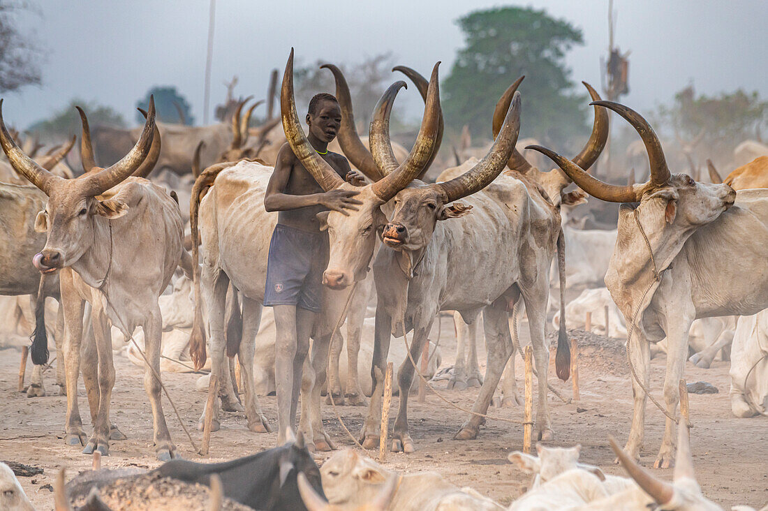 Junge putzt eine Kuh in einem Viehlager des Mundari-Stammes, Südsudan, Afrika