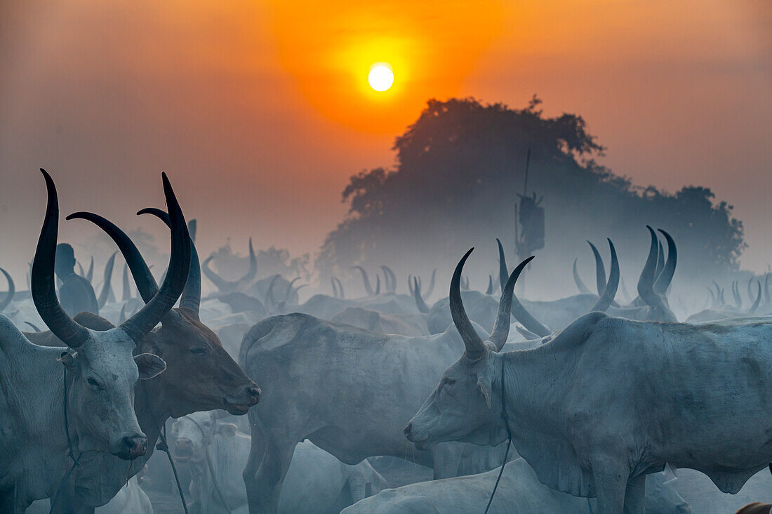 Backlit photo of a Mundari cattle camp, Mundari tribe, South Sudan, Africa