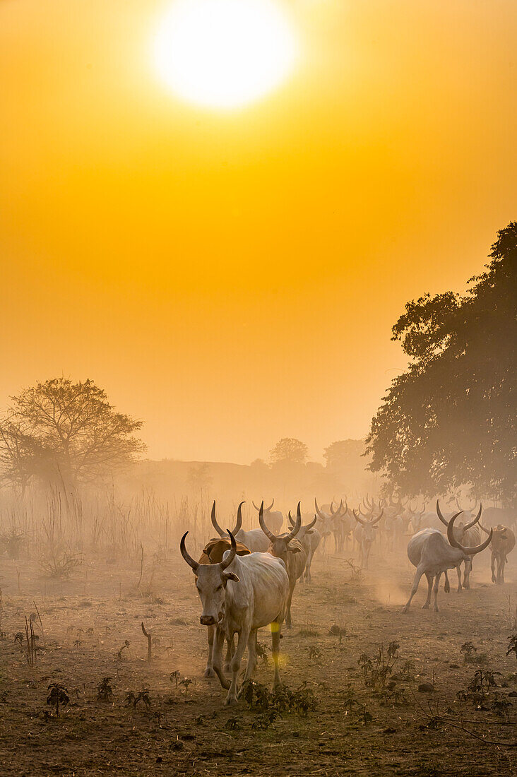 Cows from the Mundari tribe coming back to their camp at sunset, South Sudan, Africa