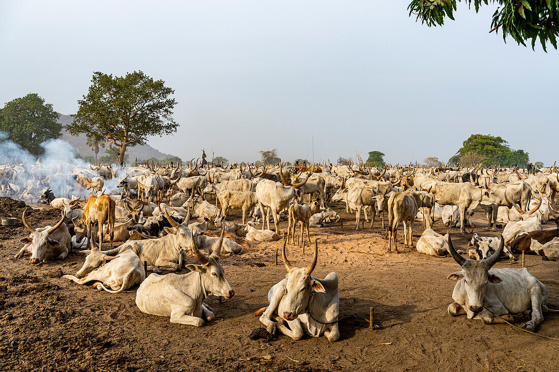 Viehlager, Mundari-Stamm, Südsudan, Afrika