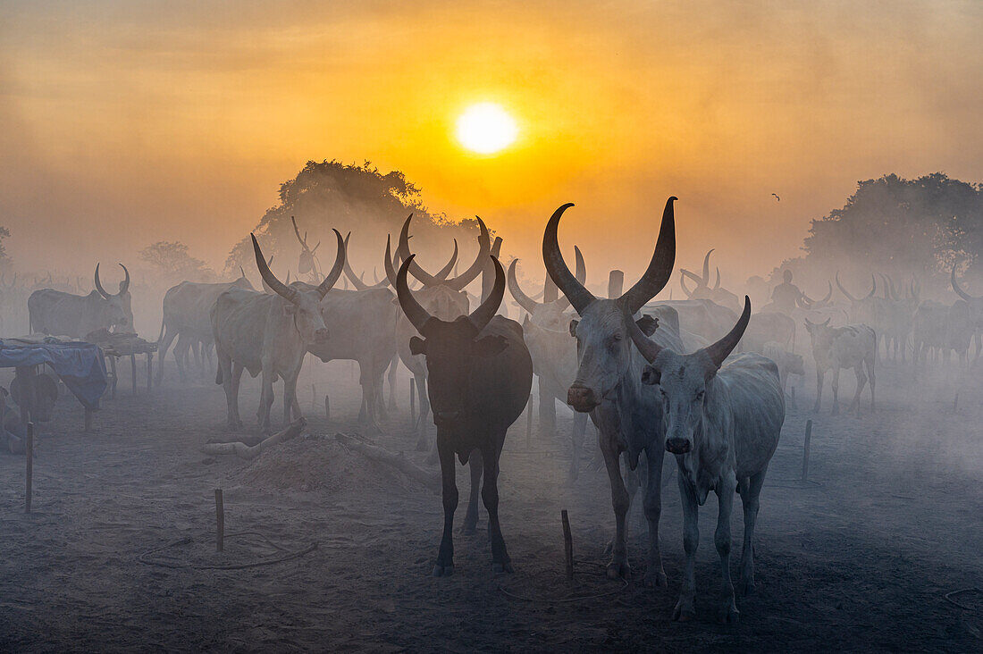 Gegenlichtaufnahme eines Mundari-Viehlagers bei Sonnenuntergang, Mundari-Stamm, Südsudan, Afrika