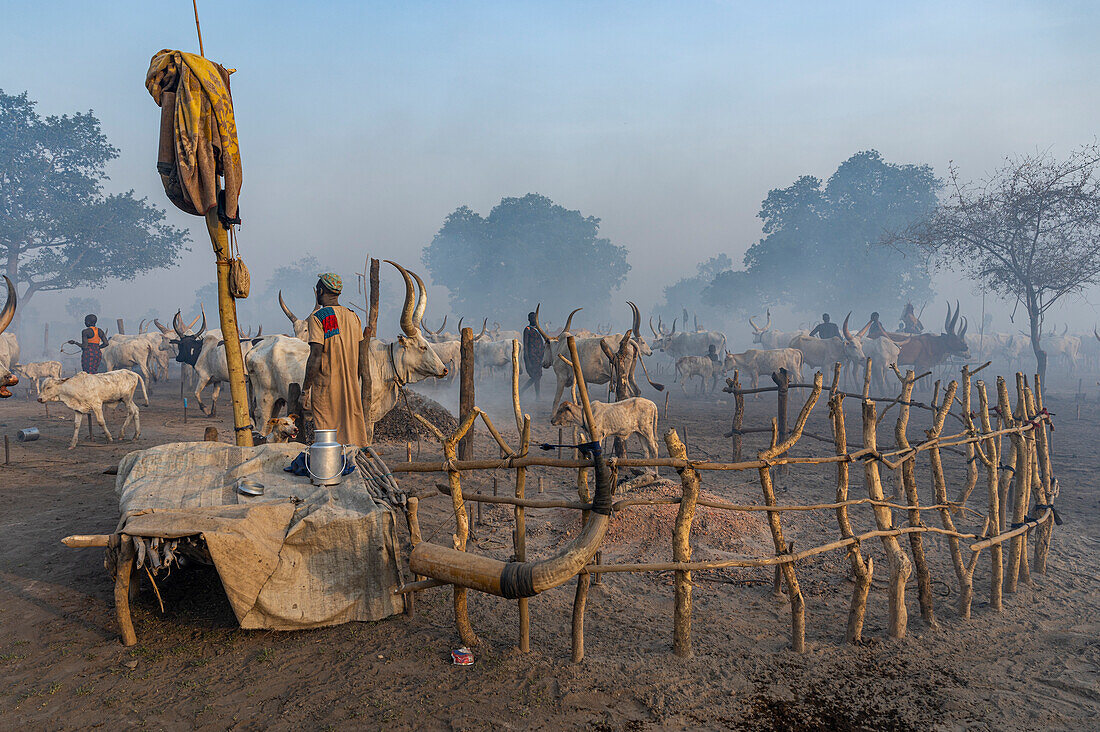 Mundari tribe with their cattle and fencing, South Sudan, Africa