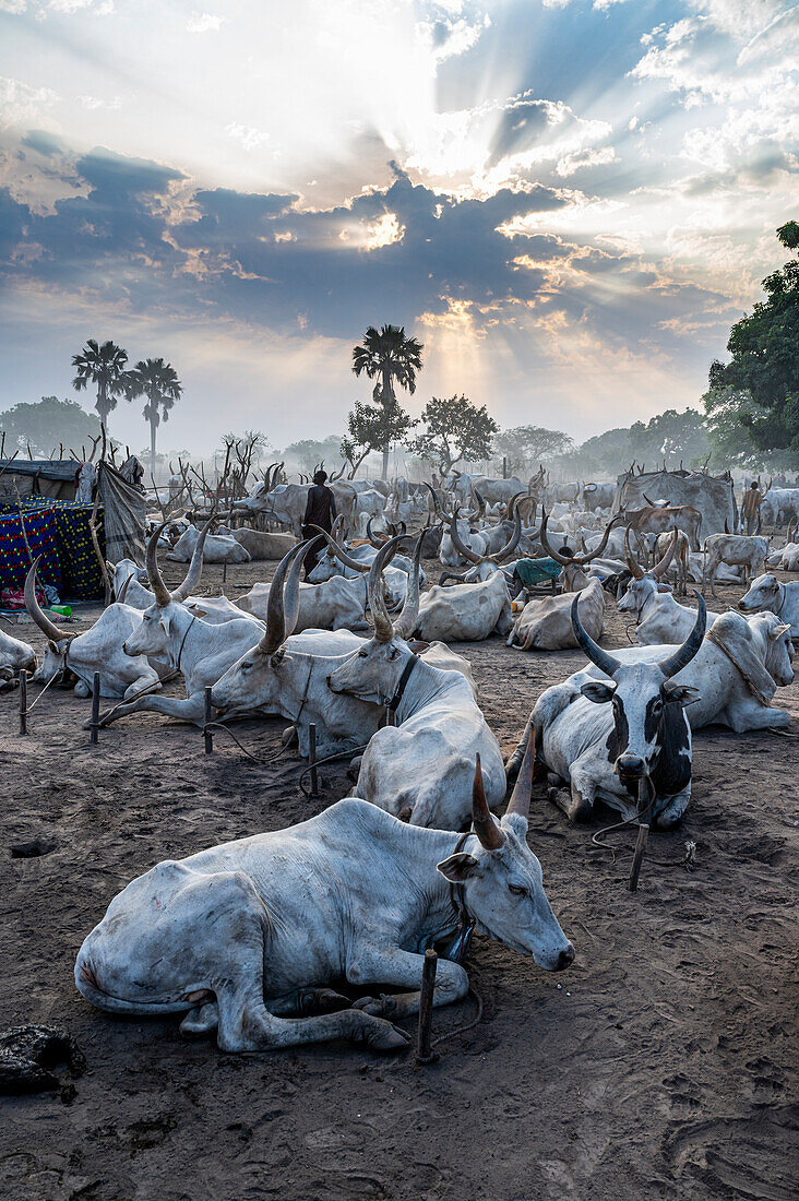 Cattle camp at sunset, Mundari tribe, South Sudan, Africa