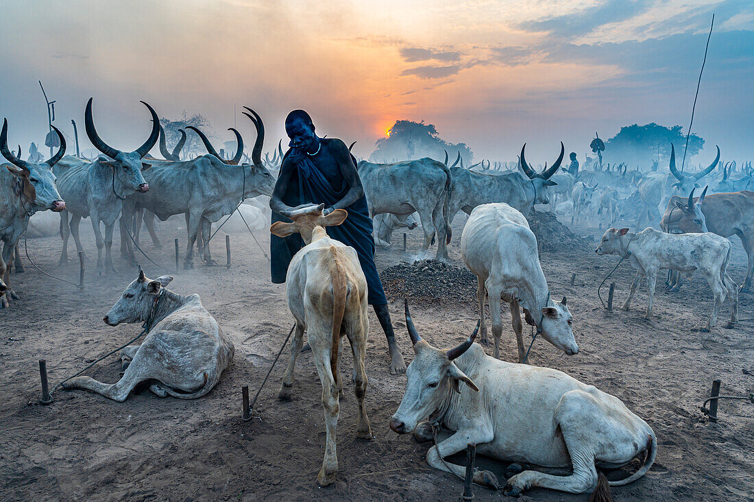 Mann vom Stamm der Mundari reinigt eine Kuh vom Schmutz, Südsudan, Afrika